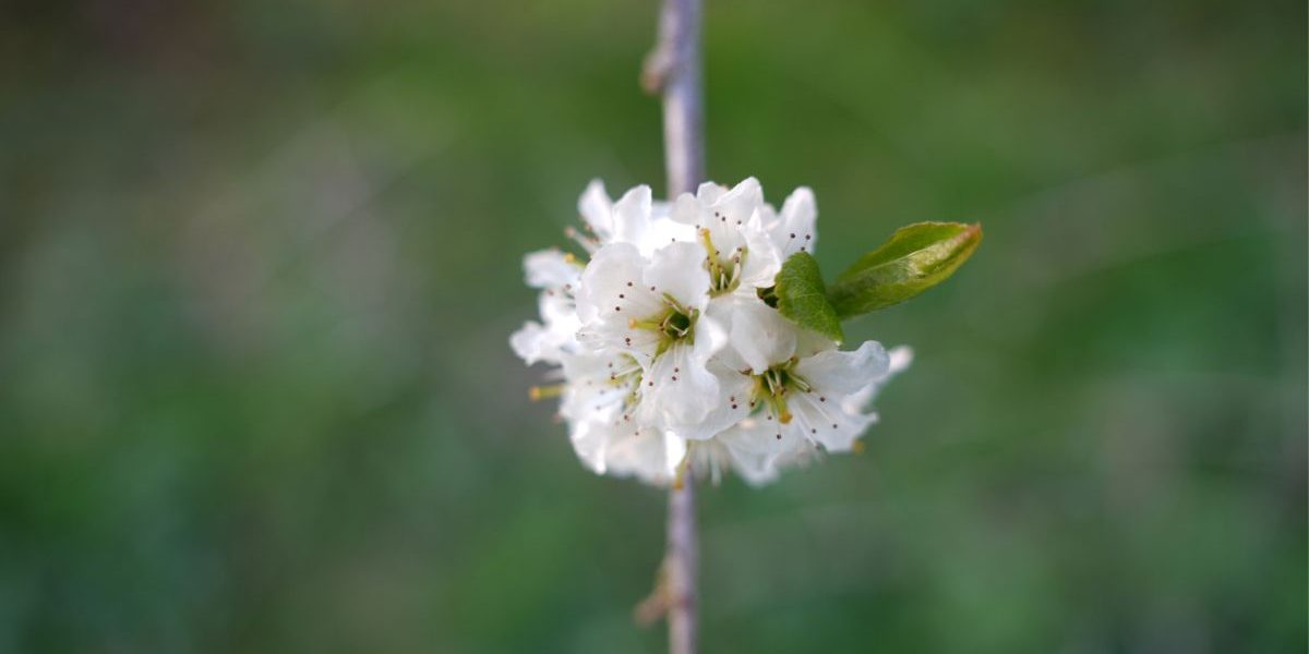 bloem overledenenverzorging